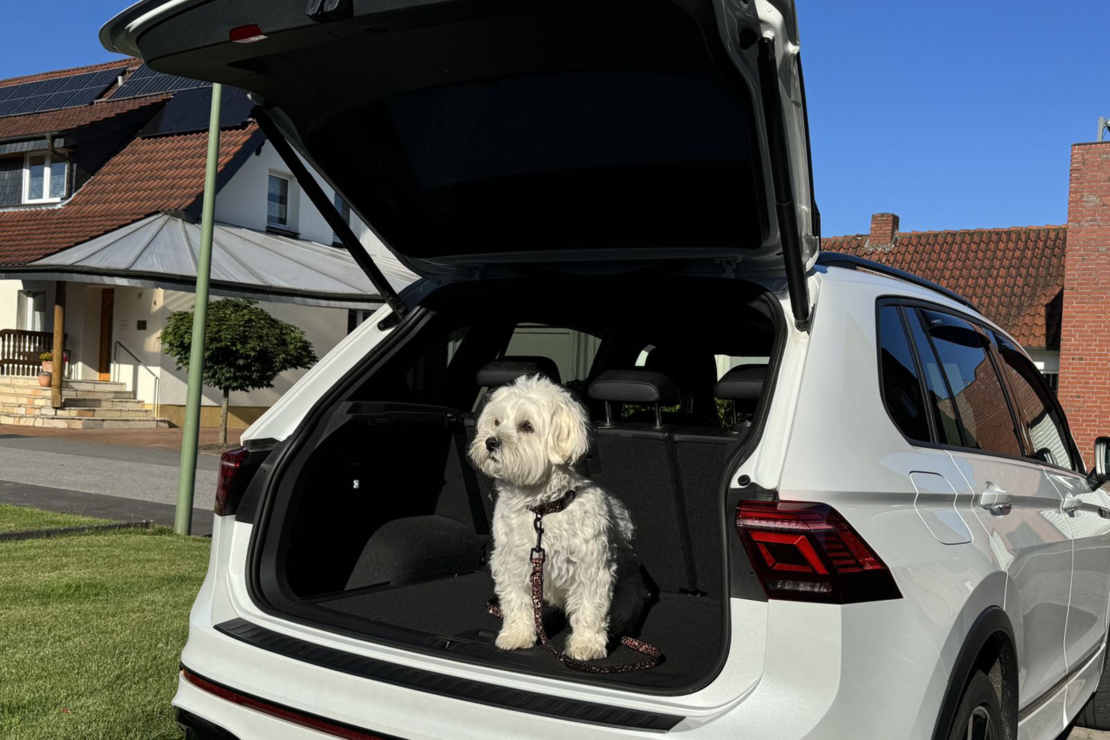 ein Hund sitzt im Kofferraum eines Autos mit Sonnenblende an der geöffneten Heckscheibe
