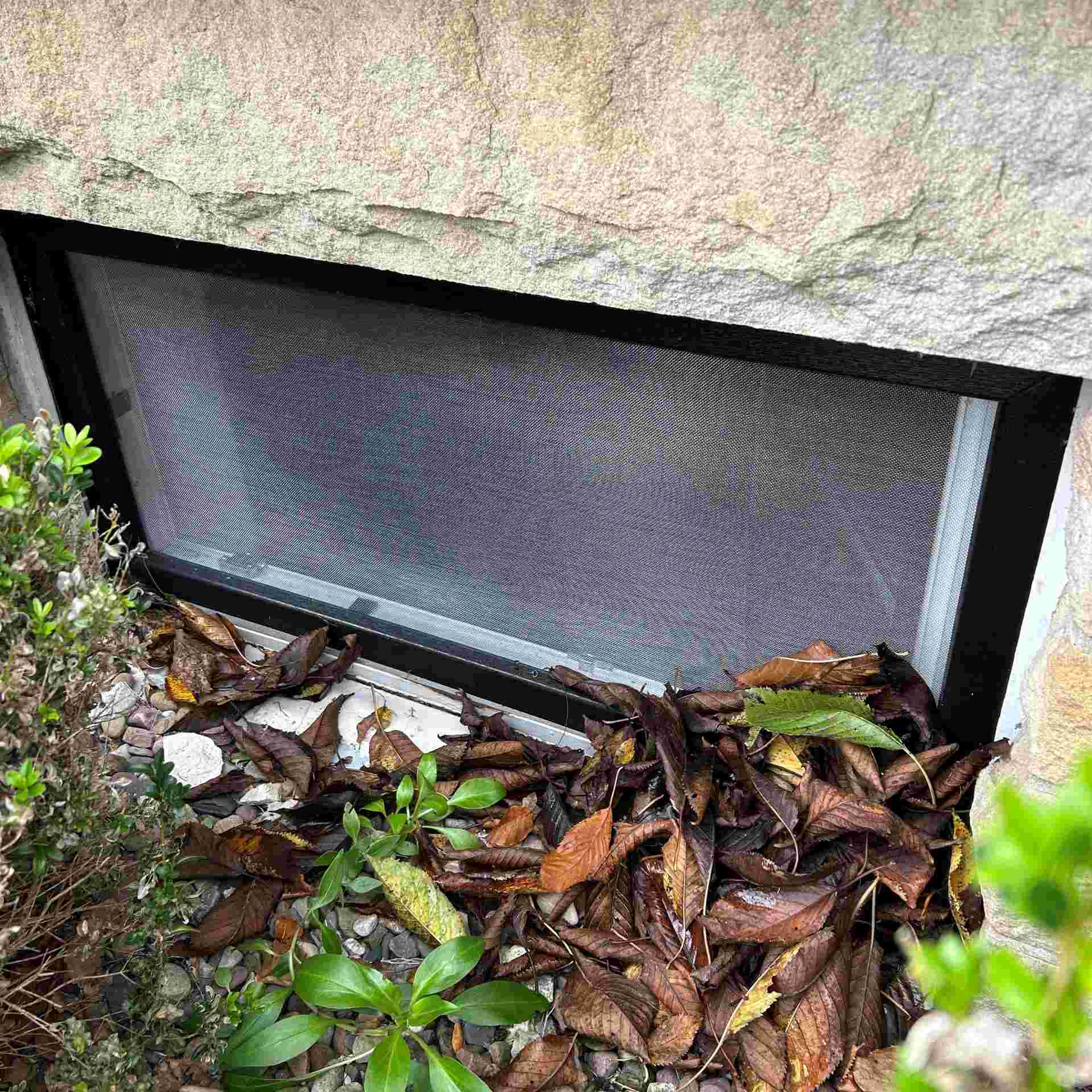 ein Kellerfenster mit einem montierten WinClip und Laub davor