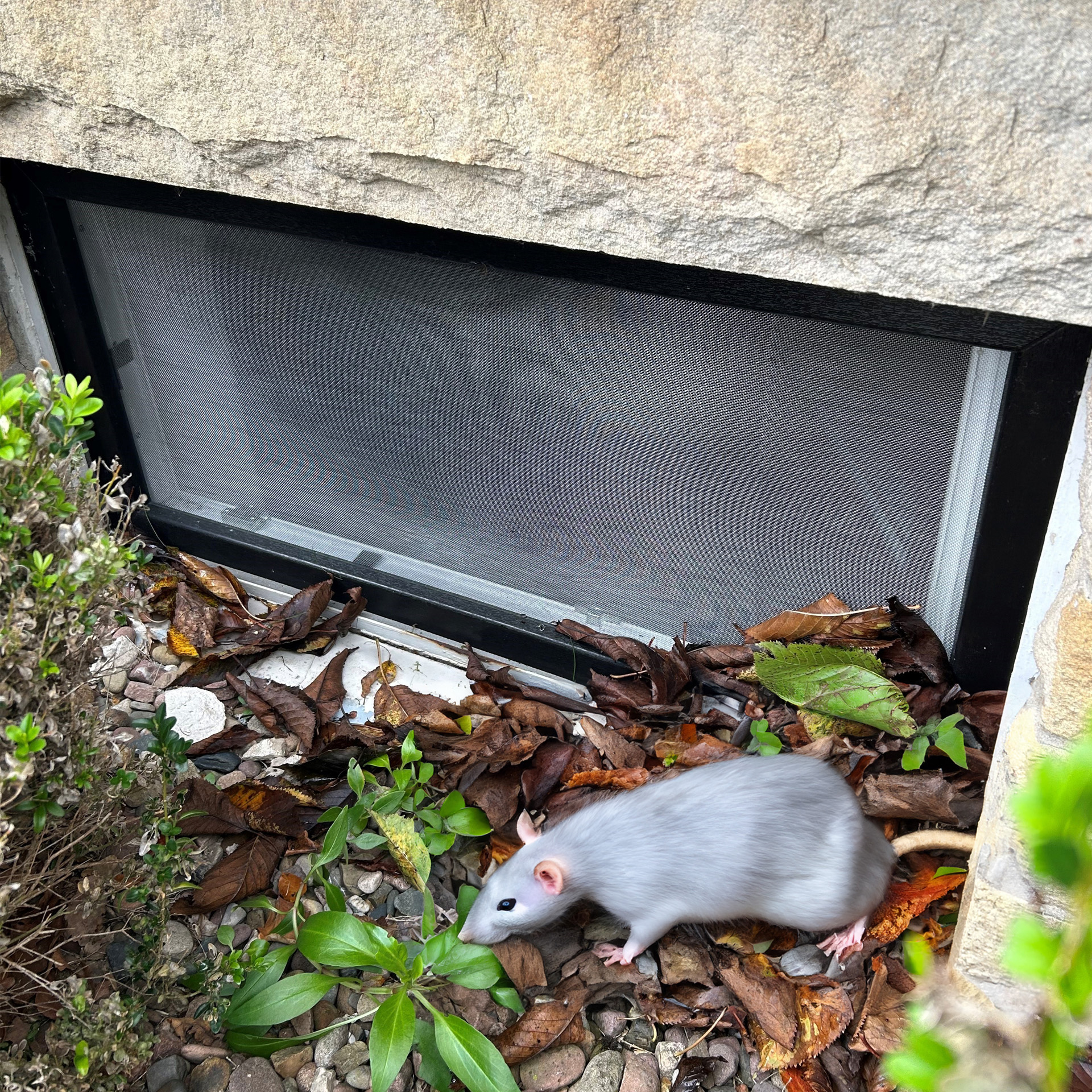 ein Kellerfenster mit einem installierten WinClip Nagerschutz und einer Maus vor dem Fenster