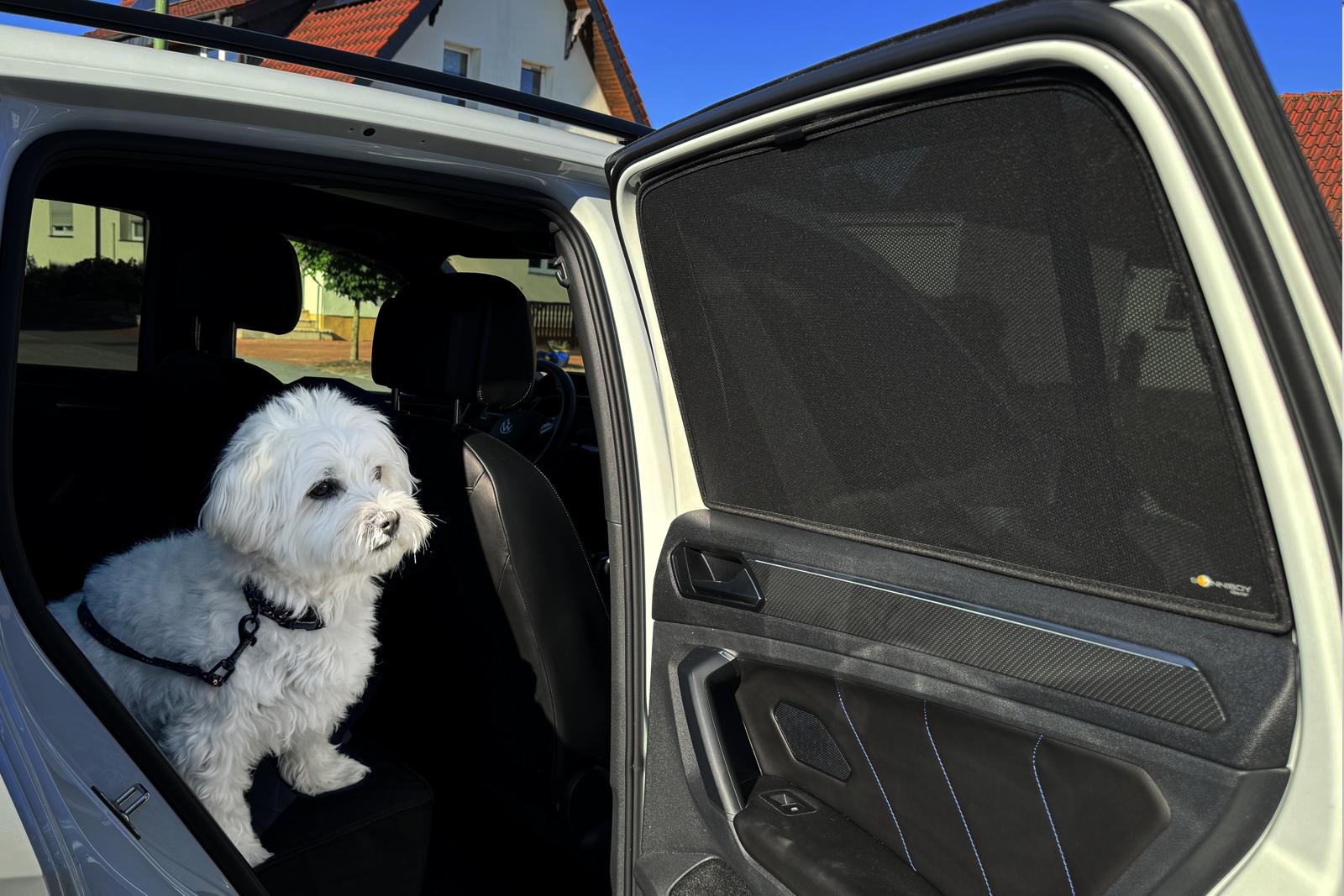 a dog sits in the back seat of a car that has a sun visor on the window